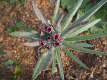 Cynoglossum magellense